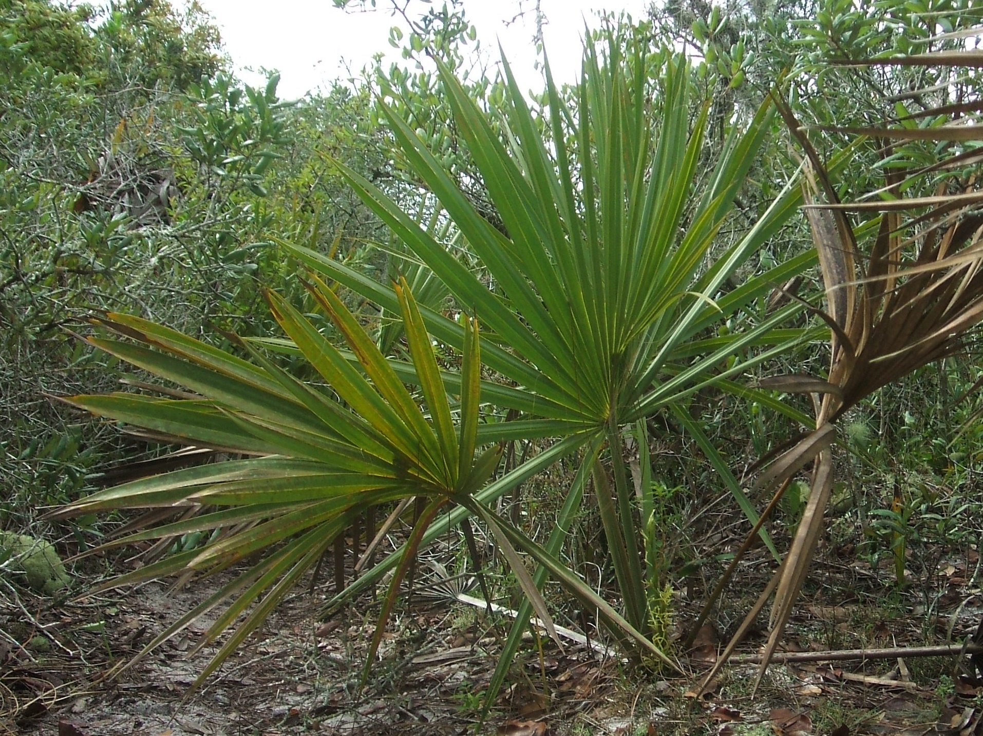 Serenoa etonia | Credit: Wikipedia (link: https://en.wikipedia.org/wiki/Sabal_etonia#/media/File:Sabal_etonia.jpg)