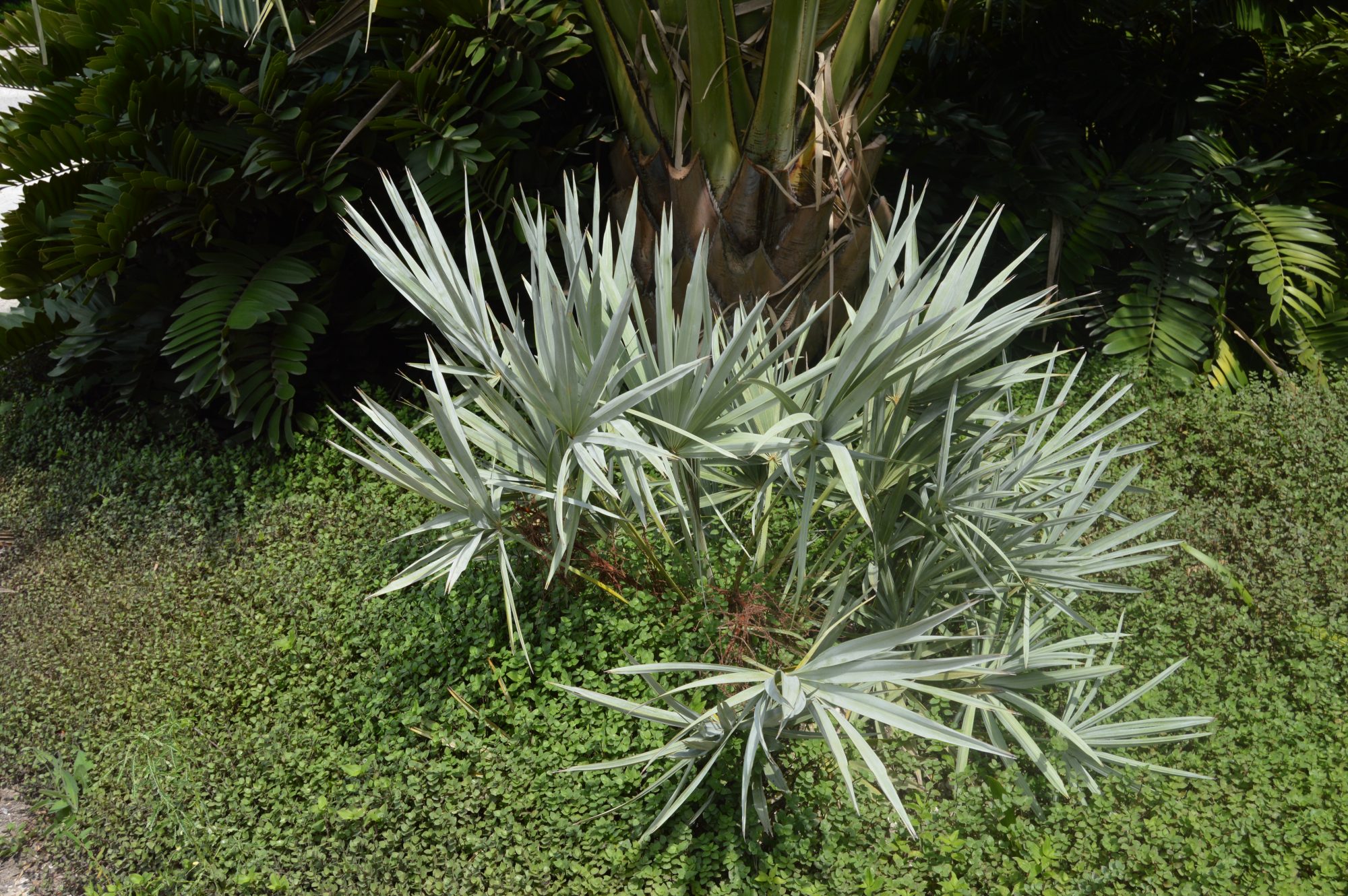 Serenoa repens | Credit: Botanics Wholesale (link: http://www.botanics.com/2018/09/26/serenoa-repens/)